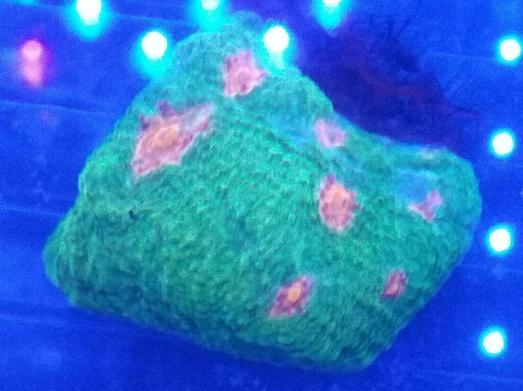 unspecified zpswhhxedqn - Fresh Fish & Corals In @ Tropicorium!!! 11/16