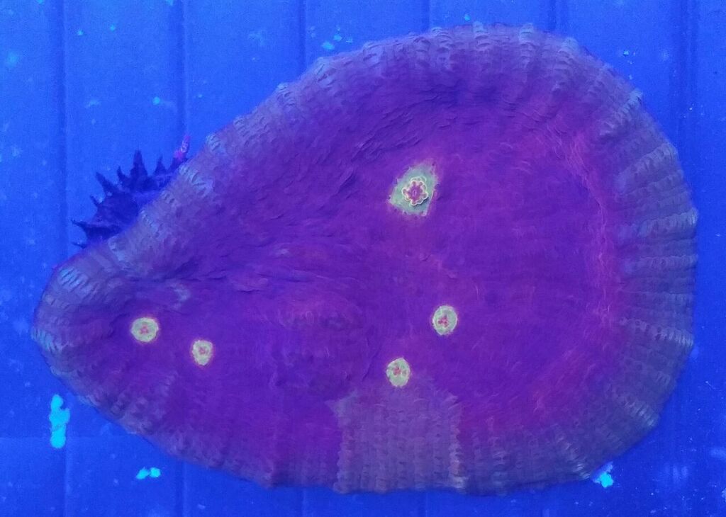 unspecified zpsxjmwblob - Fresh Fish & Corals In @ Tropicorium!!! 11/16