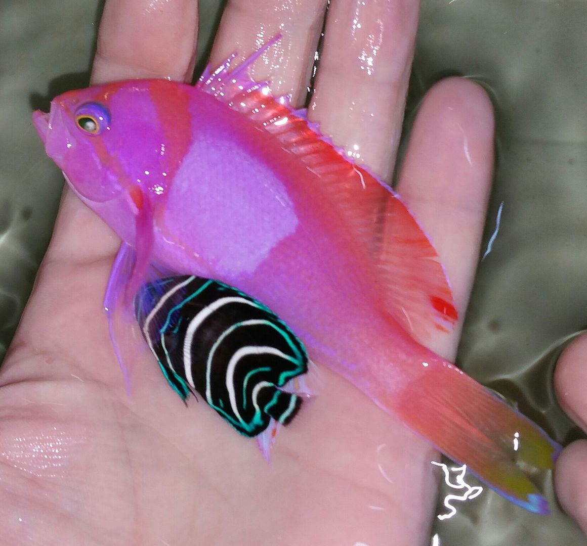 unspecified zpsxqrecmio - Awesome Fish n More! Pics & Prices! Only @ Tropicorium!!!