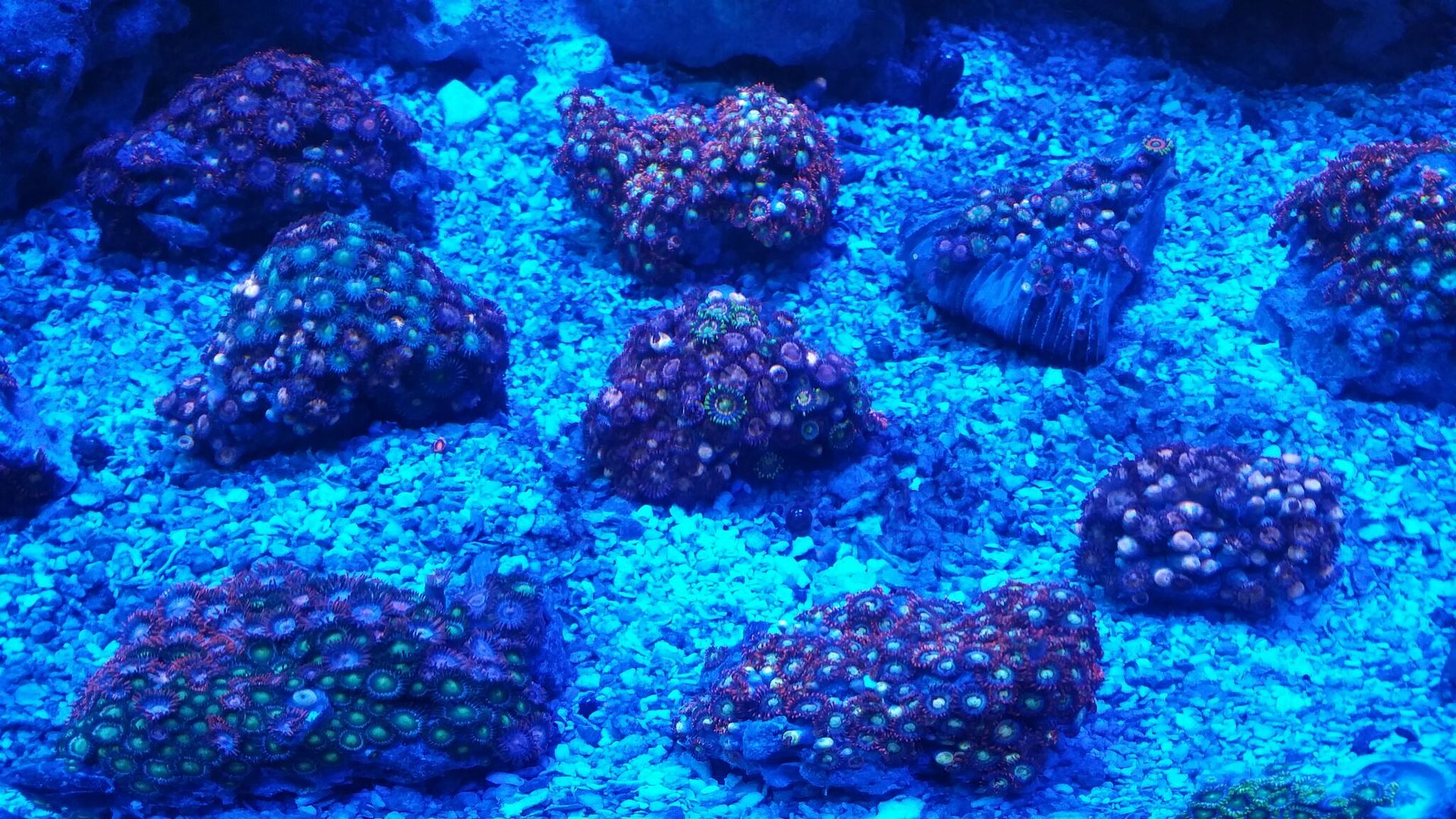 unspecified zps0np4lizy - Corals Galore! Great Deals! Only From Tropicorium!!!