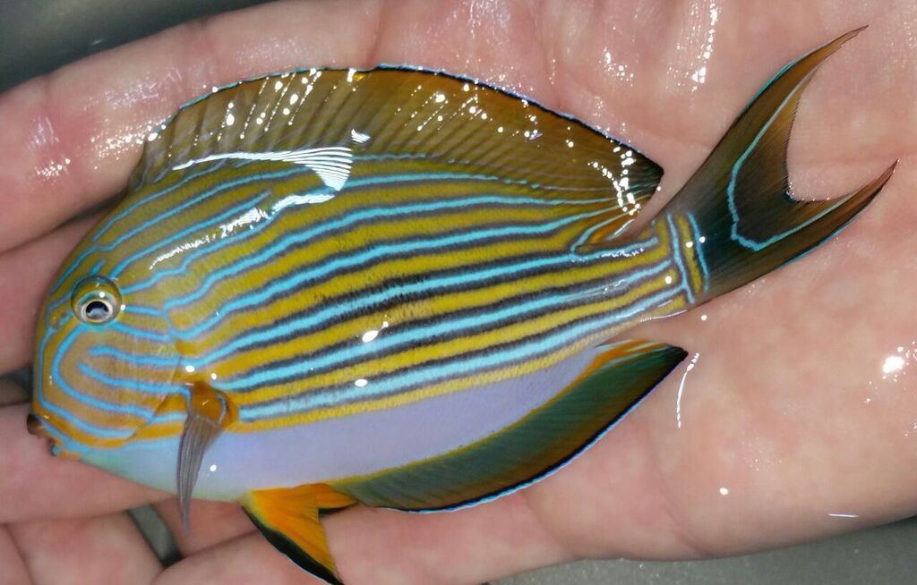 unspecified zps36hvktep - Great New Fish @ Tropicorium!!!