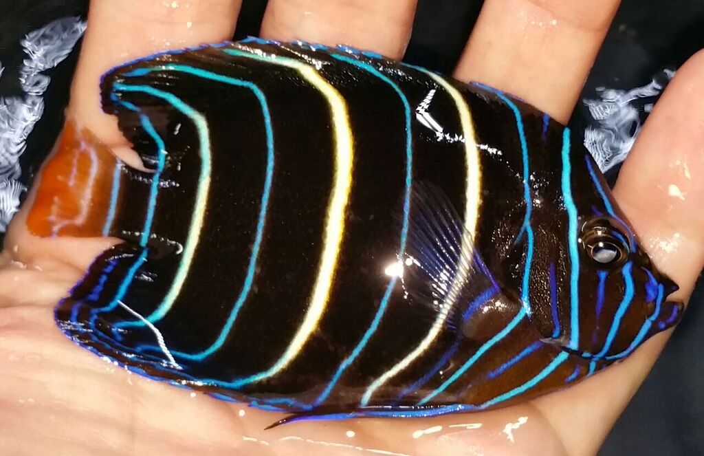 unspecified zps654jzorp - Angels, Clowns, Regal Tangs, & Clean Up Crews!!!