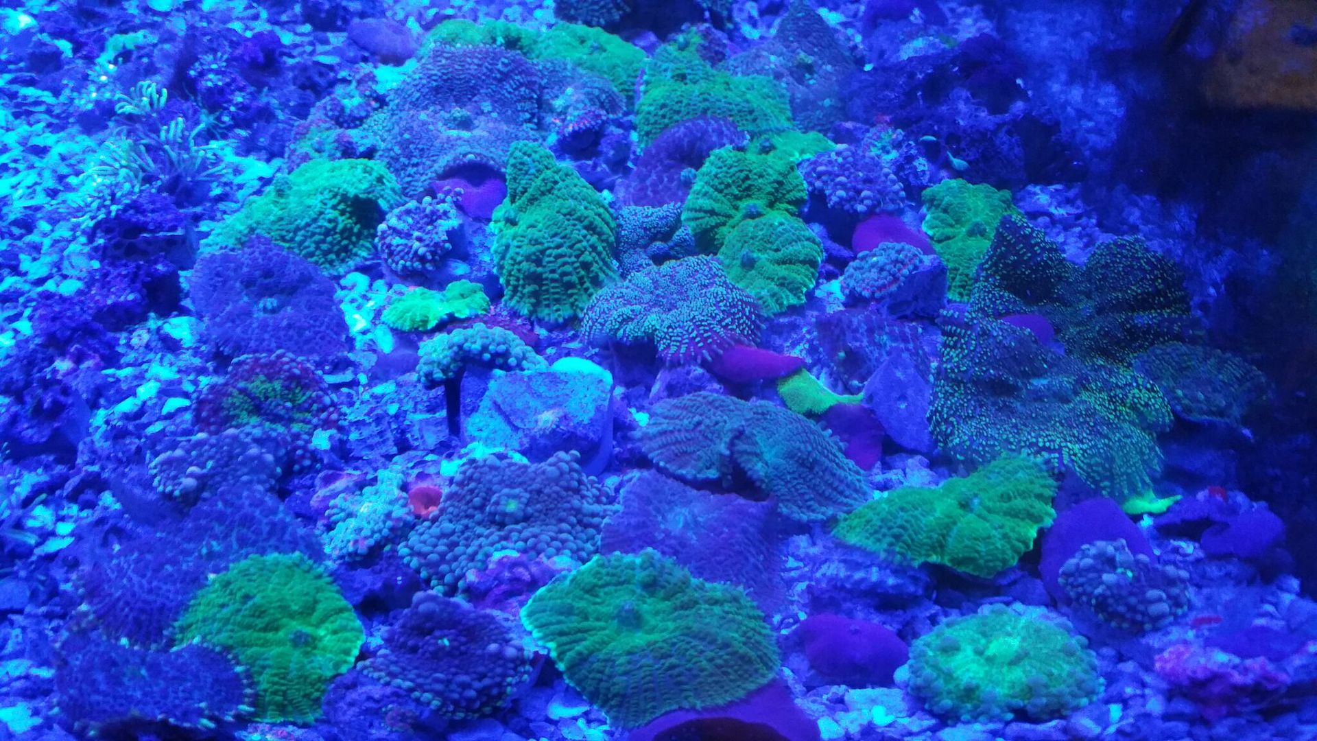 unspecified zps8ezhfh54 - Corals Galore! Great Deals! Only From Tropicorium!!!