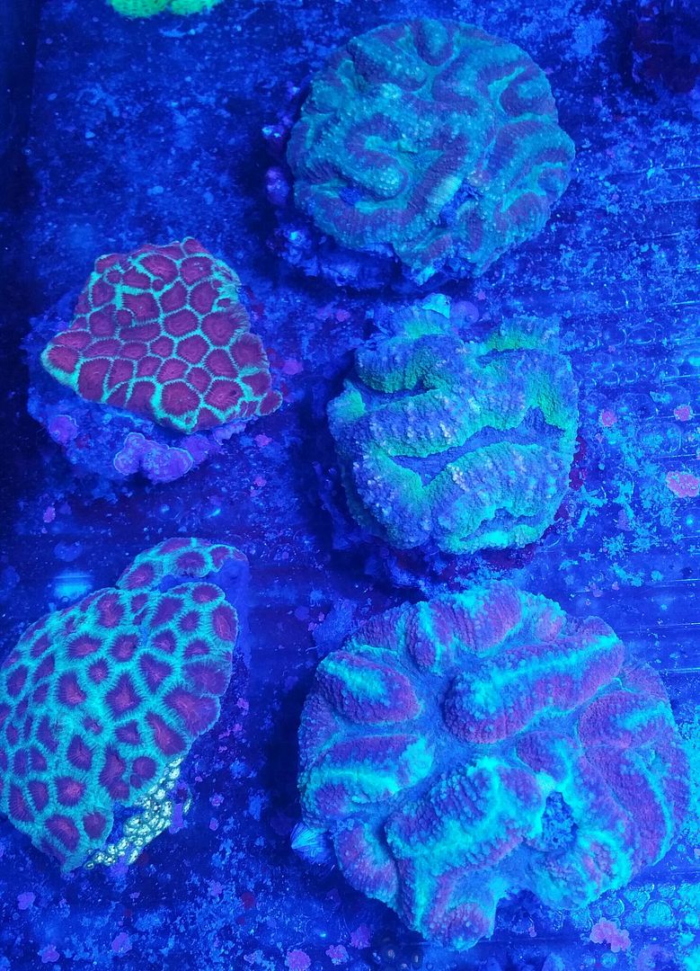 unspecified zpsbxn254vk - Corals Galore! Great Deals! Only From Tropicorium!!!