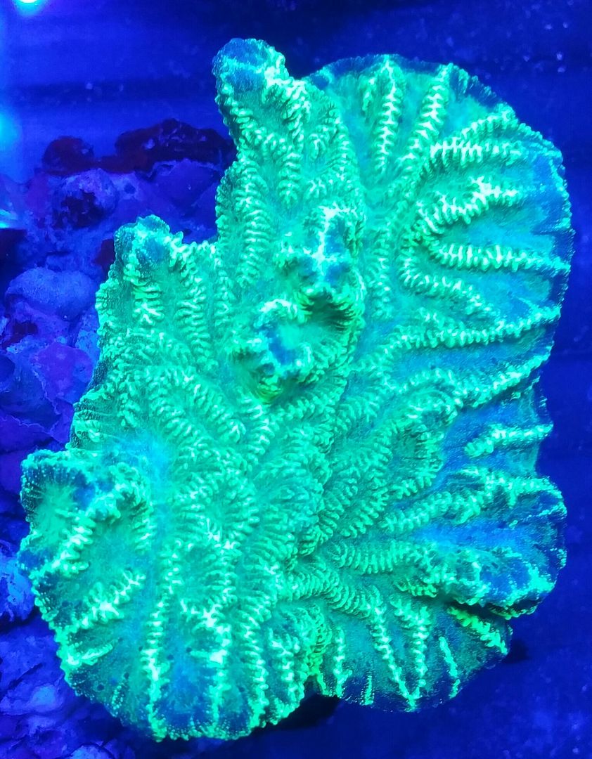 unspecified zpsbxxcqlp2 - Corals Galore! Great Deals! Only From Tropicorium!!!