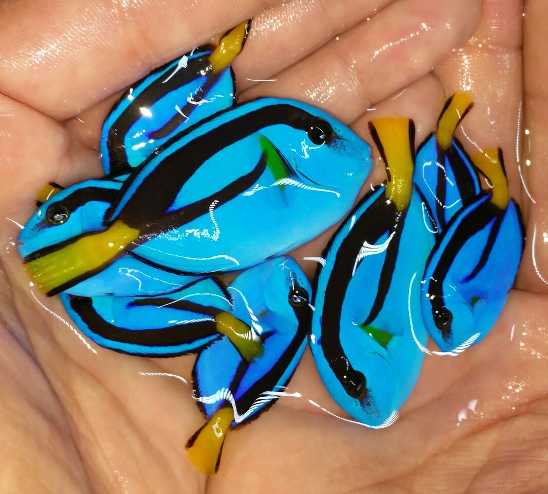 unspecified zpselumttnt - Blue Regal Tangs, And A Whole Lot More!!!