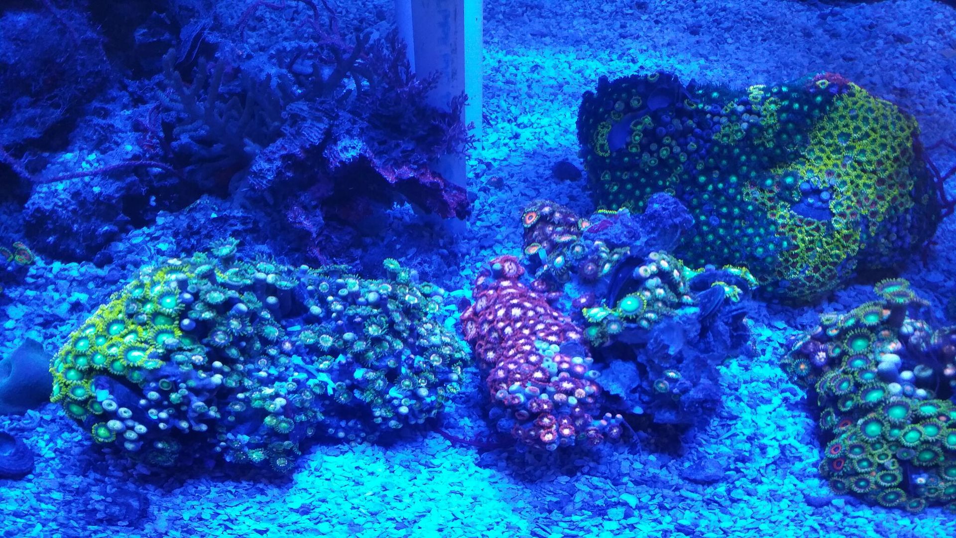 unspecified zpsfr2ivrgt - Corals Galore! Great Deals! Only From Tropicorium!!!