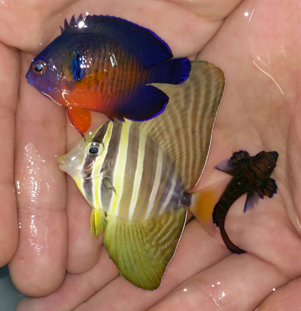 unspecified zpsgkvdyft4 - Blue Regal Tangs, And A Whole Lot More!!!