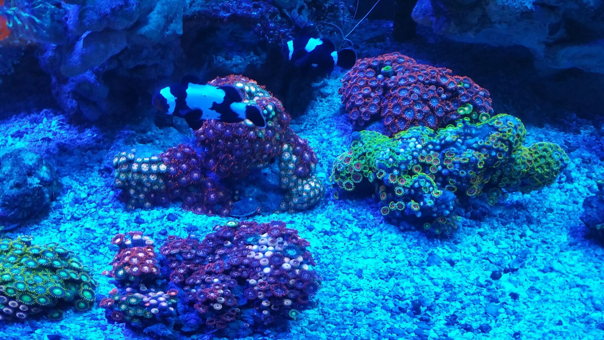 unspecified zpshmwml5wg - Corals Galore! Great Deals! Only From Tropicorium!!!