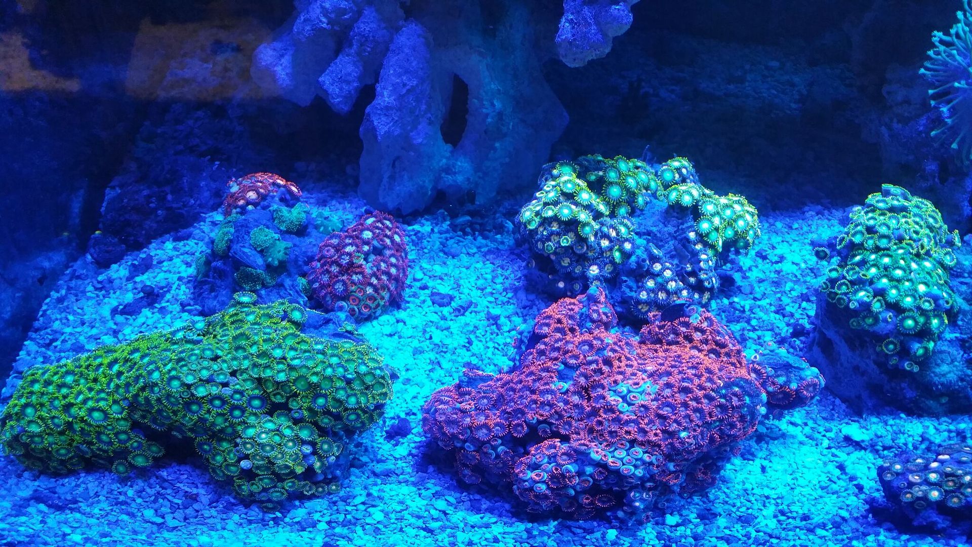 unspecified zpsl1wbazxw - Corals Galore! Great Deals! Only From Tropicorium!!!