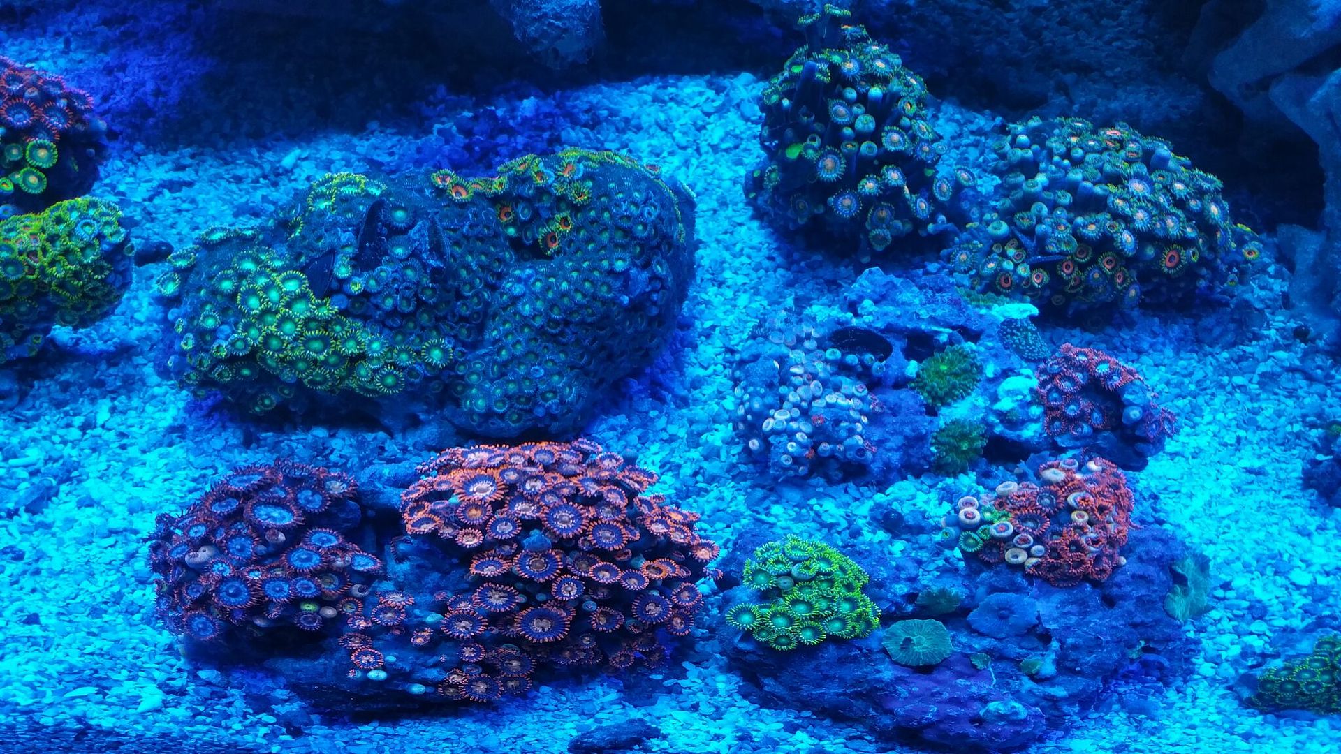 unspecified zpslurvvkzr - Corals Galore! Great Deals! Only From Tropicorium!!!