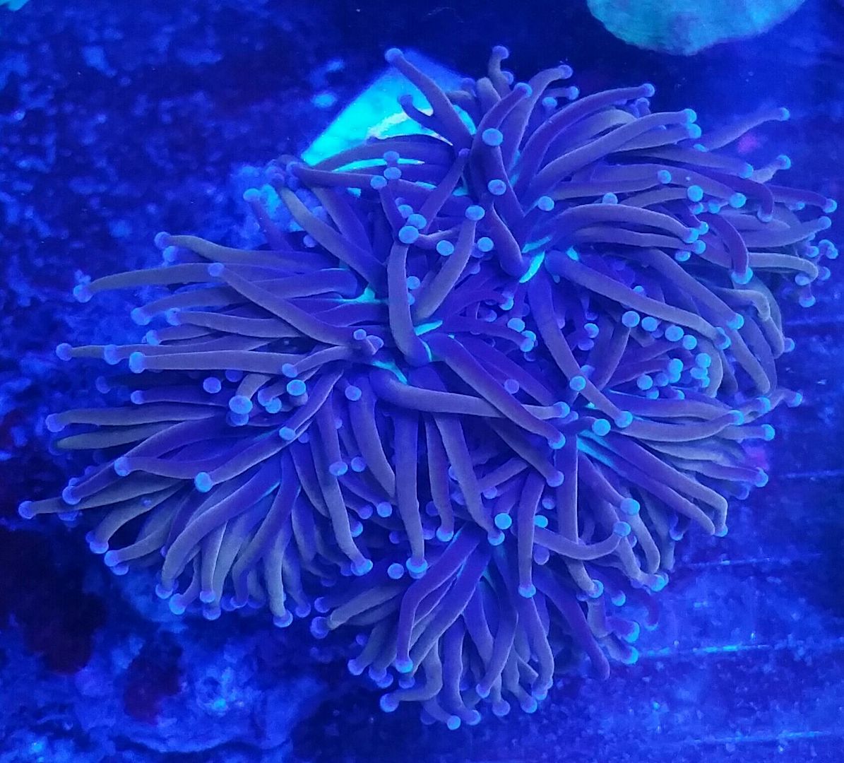 unspecified zpsn6x5u0vz - Corals Galore! Great Deals! Only From Tropicorium!!!