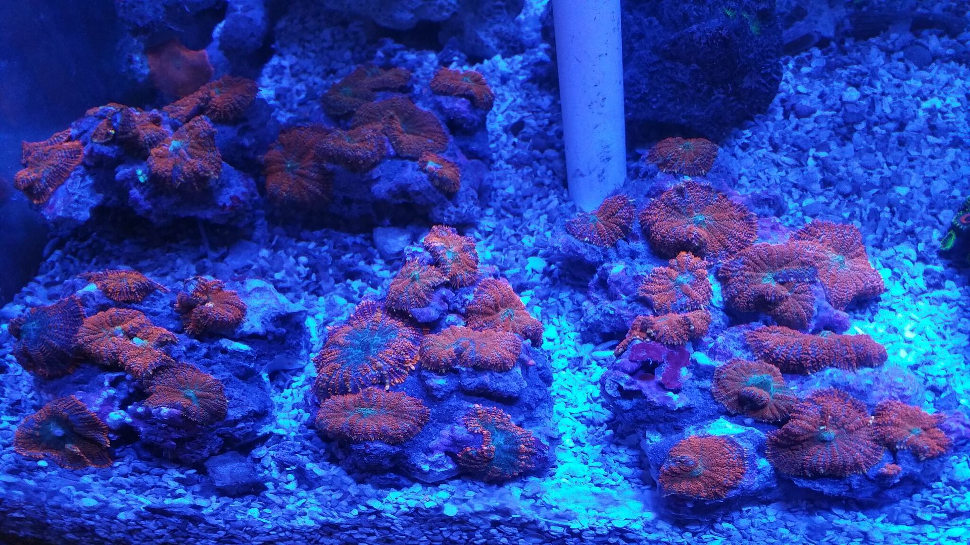 unspecified zpsnta2oxs9 - Corals Galore! Great Deals! Only From Tropicorium!!!