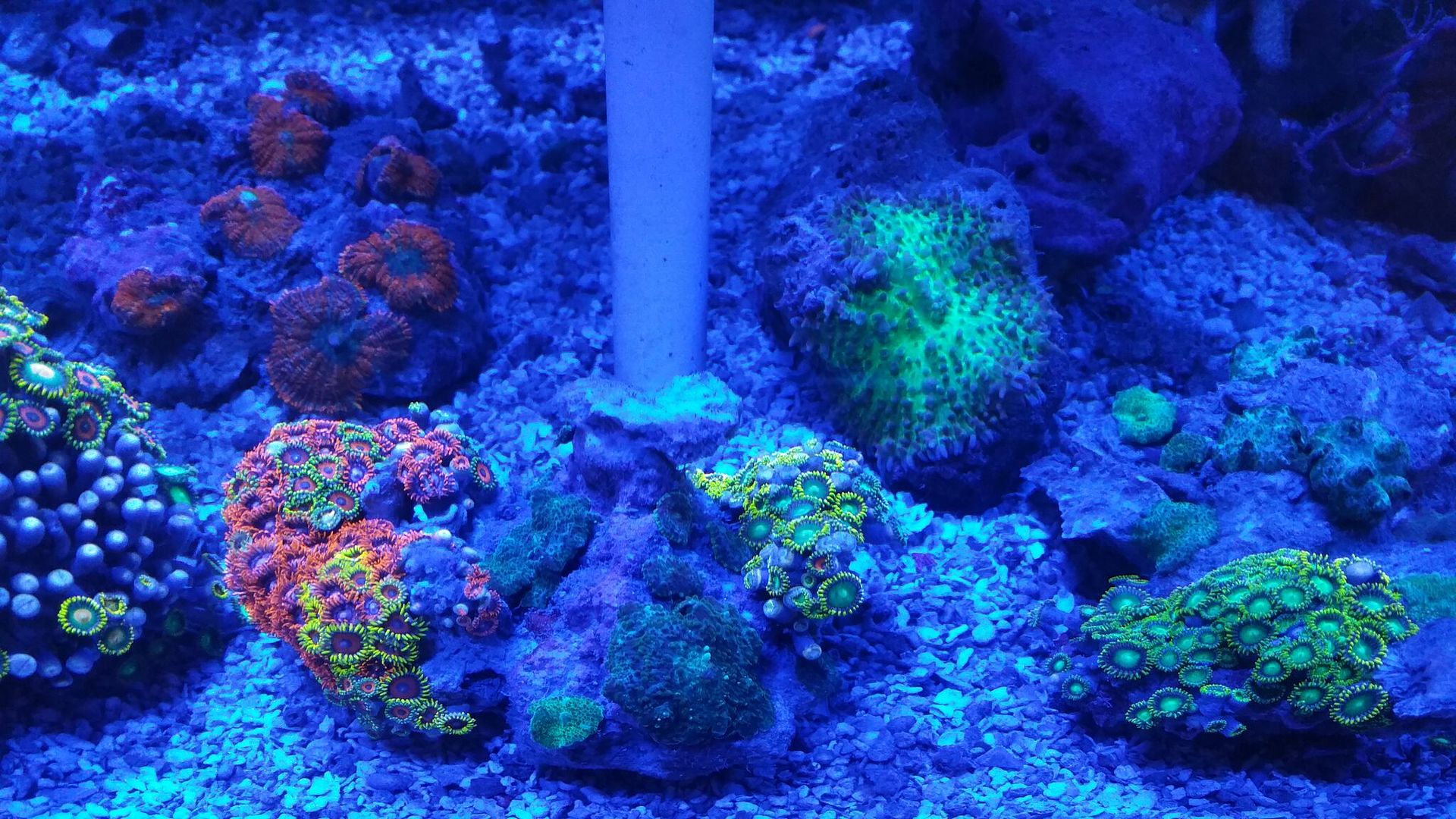 unspecified zpspaku0n9w - Corals Galore! Great Deals! Only From Tropicorium!!!