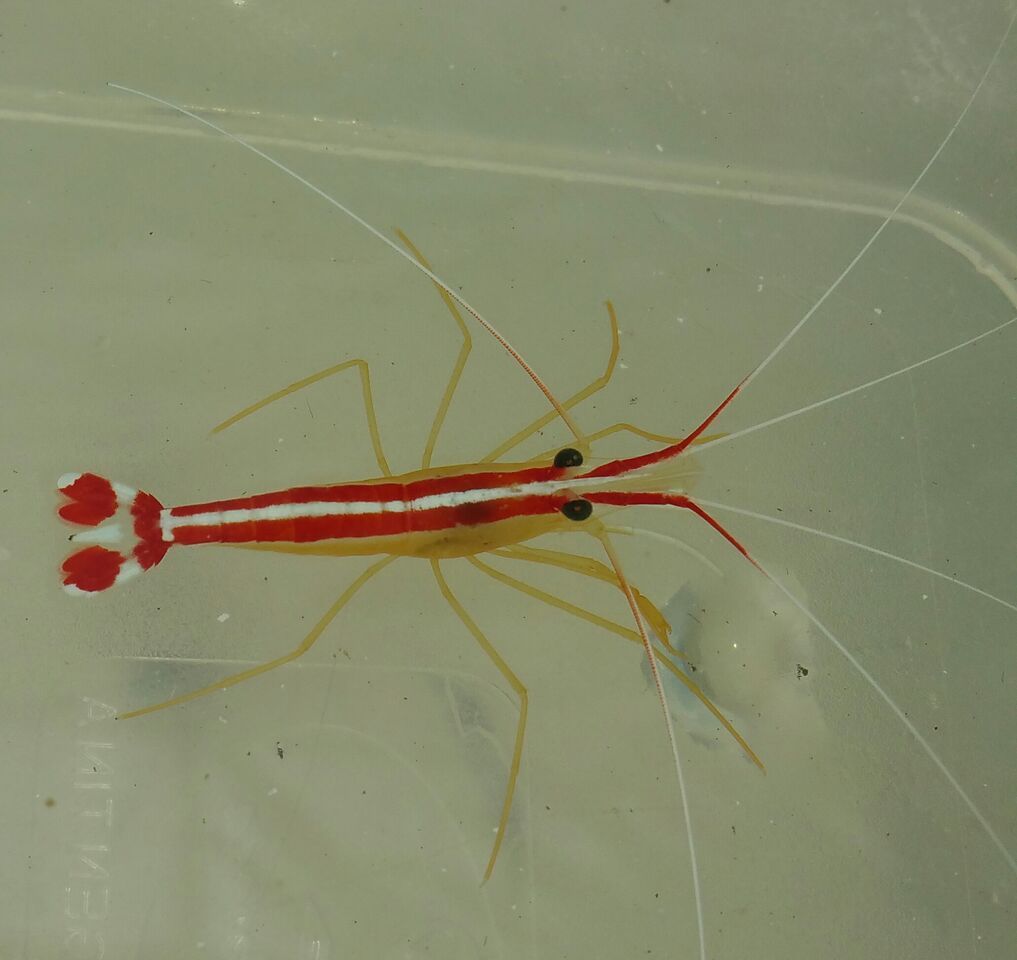 unspecified zpsq6nmjae9 - Cleaner Shrimp $19.99 And A Whole Lot More!!