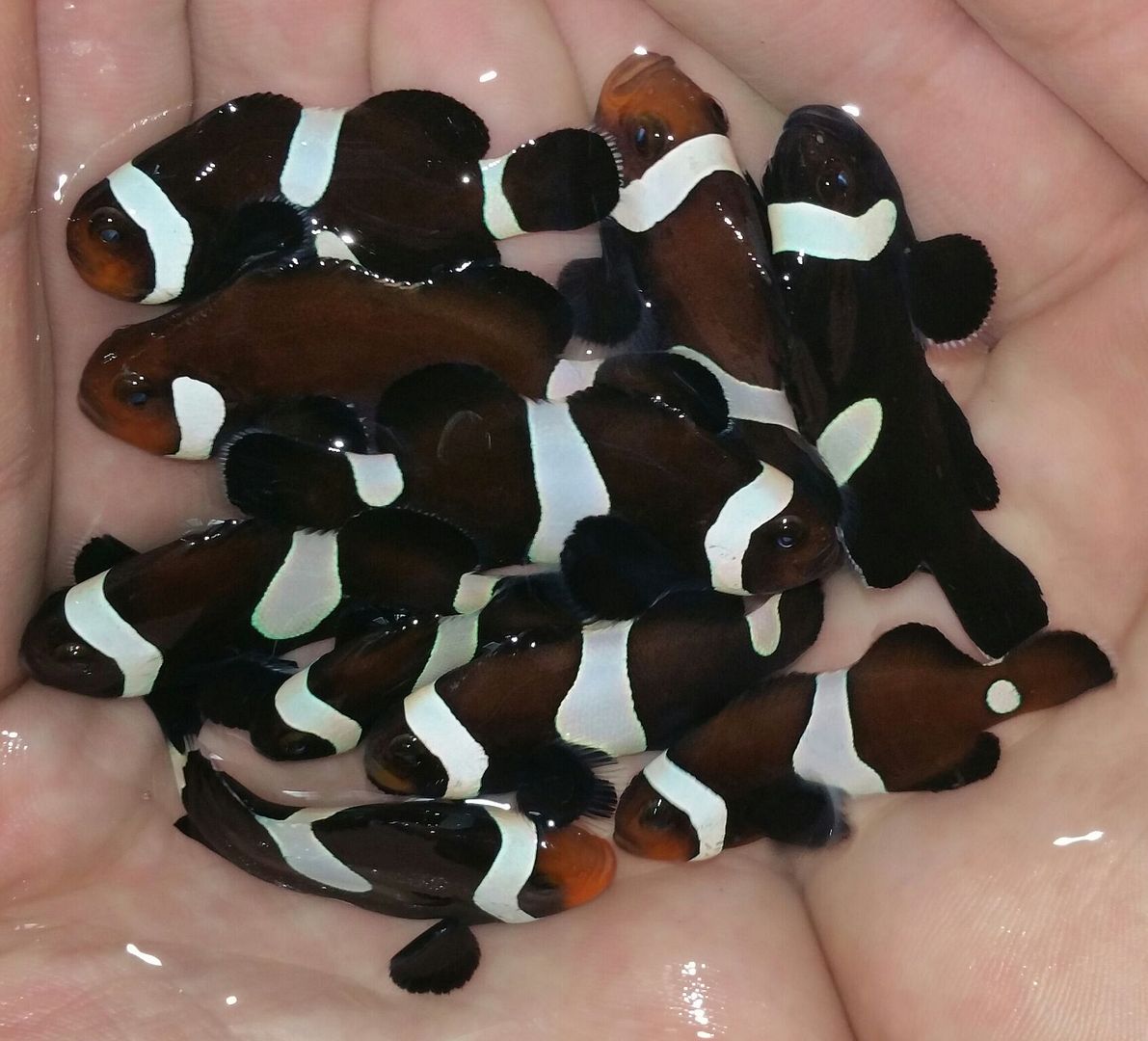 unspecified zpst4ygnlrw - Angels, Clowns, Regal Tangs, & Clean Up Crews!!!