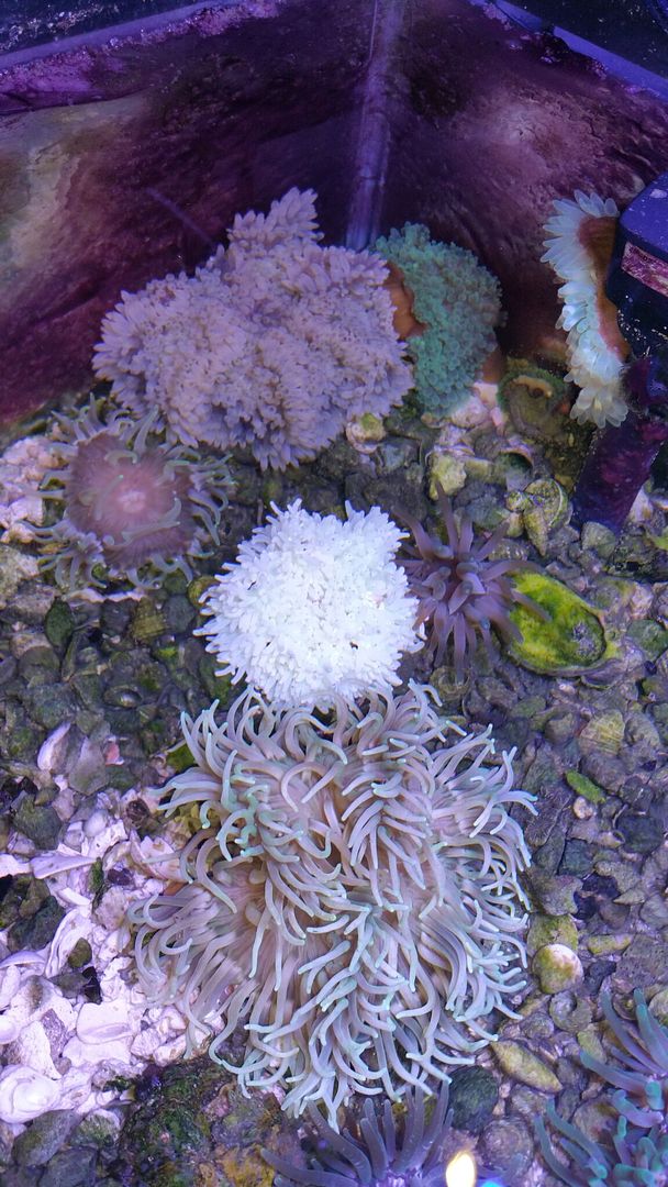unspecified zpstrurax60 - Corals Galore! Great Deals! Only From Tropicorium!!!