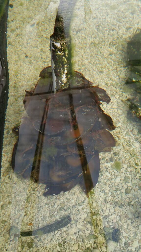 unspecified zpsyzycdccr - Angels, Clowns, Regal Tangs, & Clean Up Crews!!!