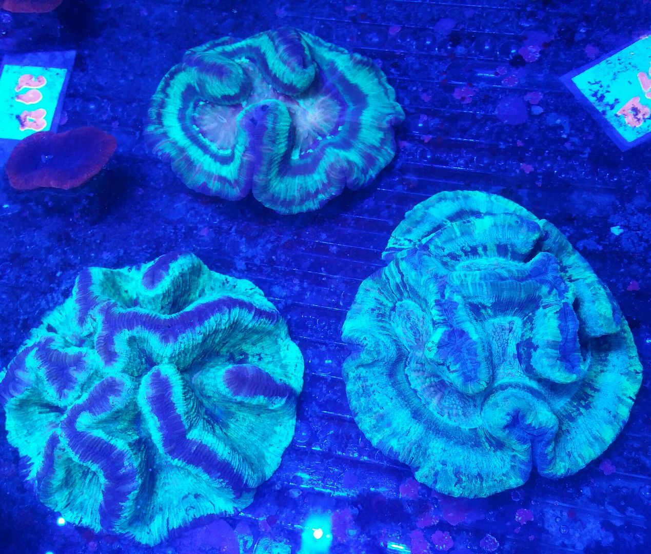 unspecified zpszfi4kprk - Corals Galore! Great Deals! Only From Tropicorium!!!