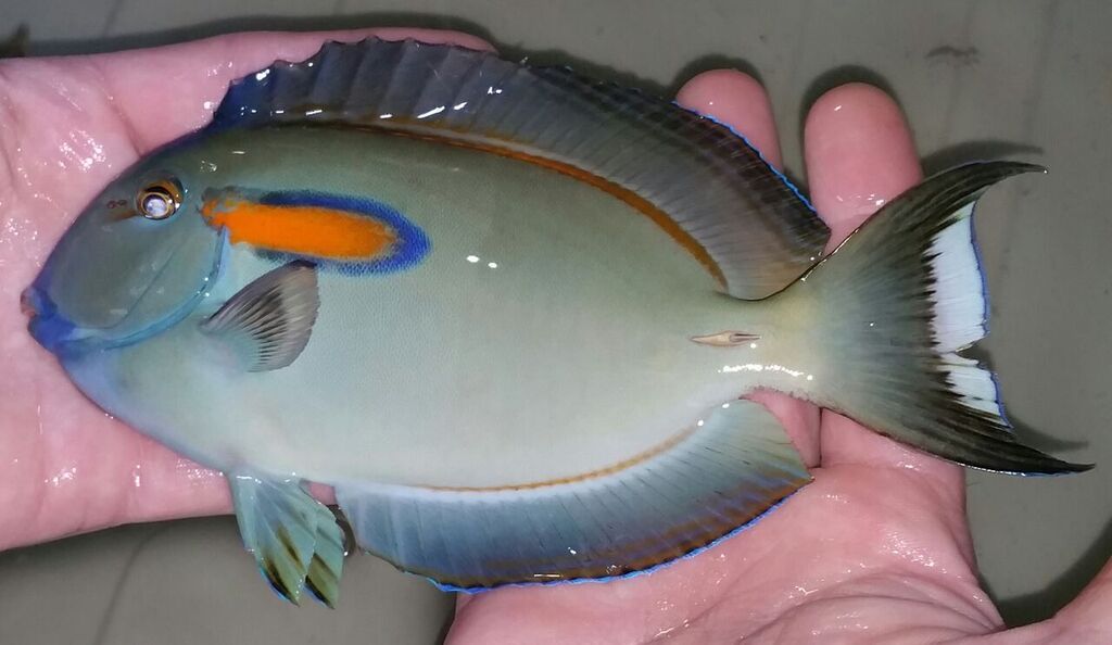 unspecified zps12ootwdg - More Beautiful Fresh Fish At Tropicorium! Come and get'em!