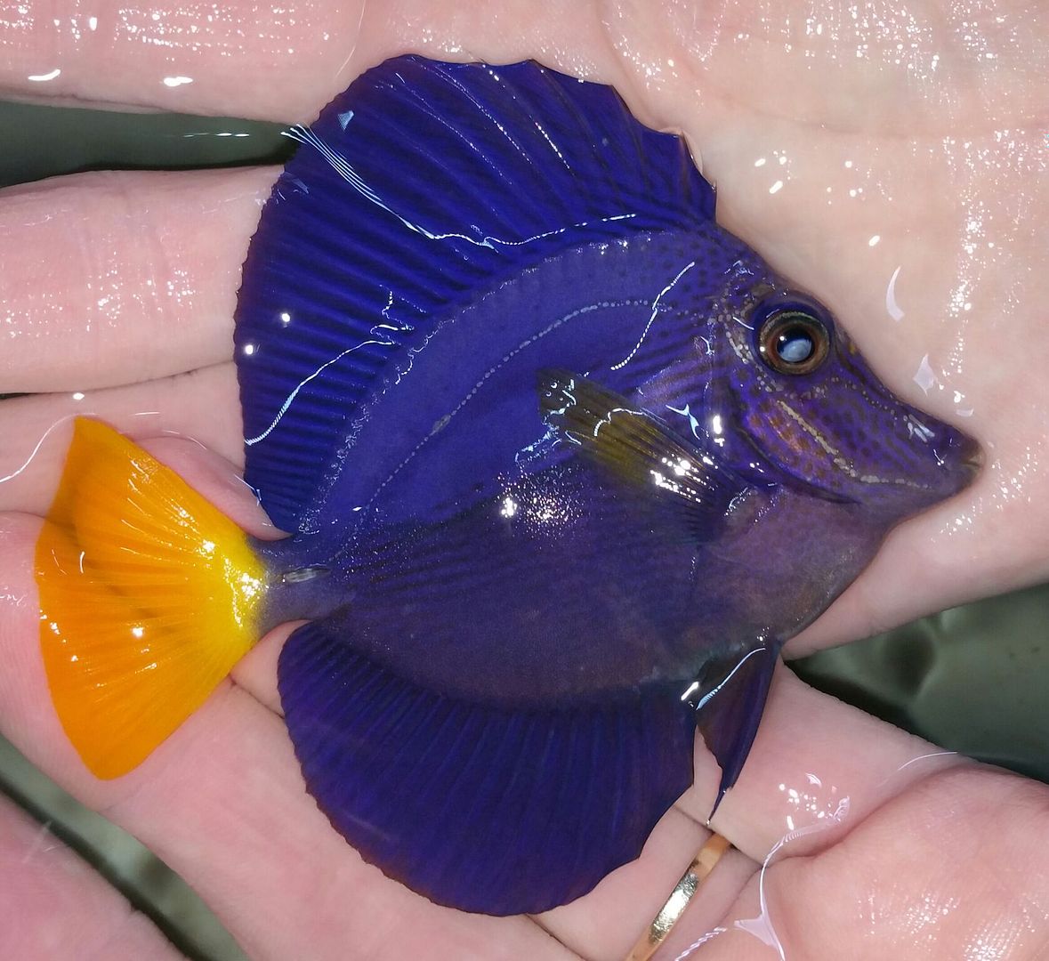 unspecified zps5nlfqsnz - Purple Tangs $99.99! Purple Firefish $19.99!! Sweet Angels!!!!