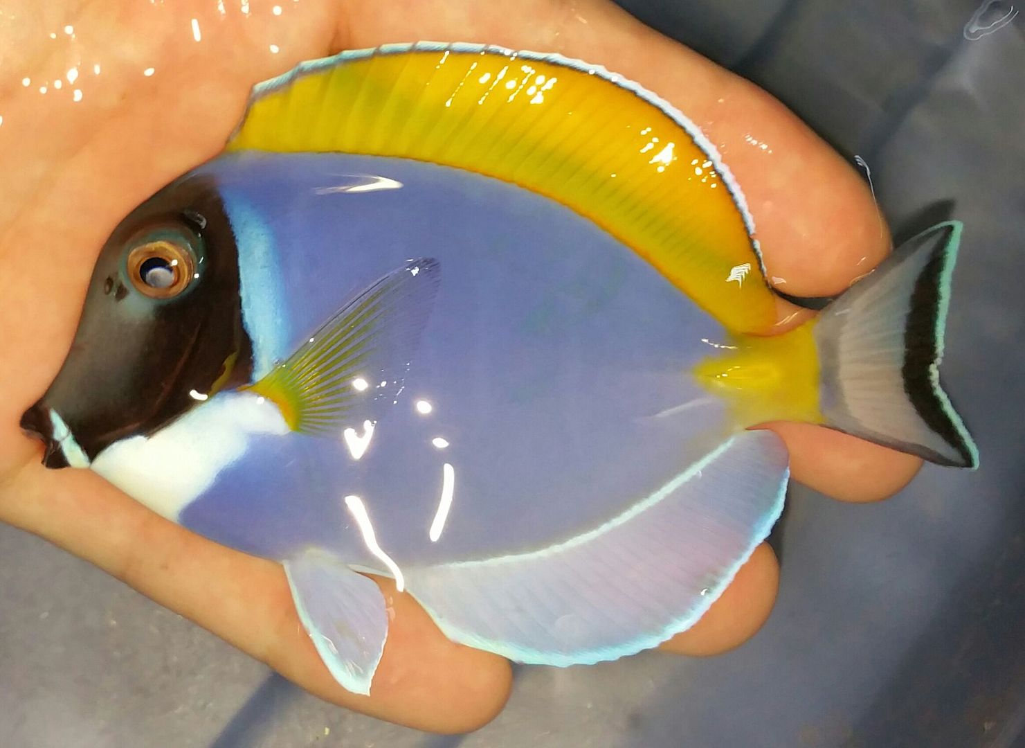 unspecified zpsidyxor1x - Happy Easter! Beautiful New Fish In!!! Closed Sunday 4/16