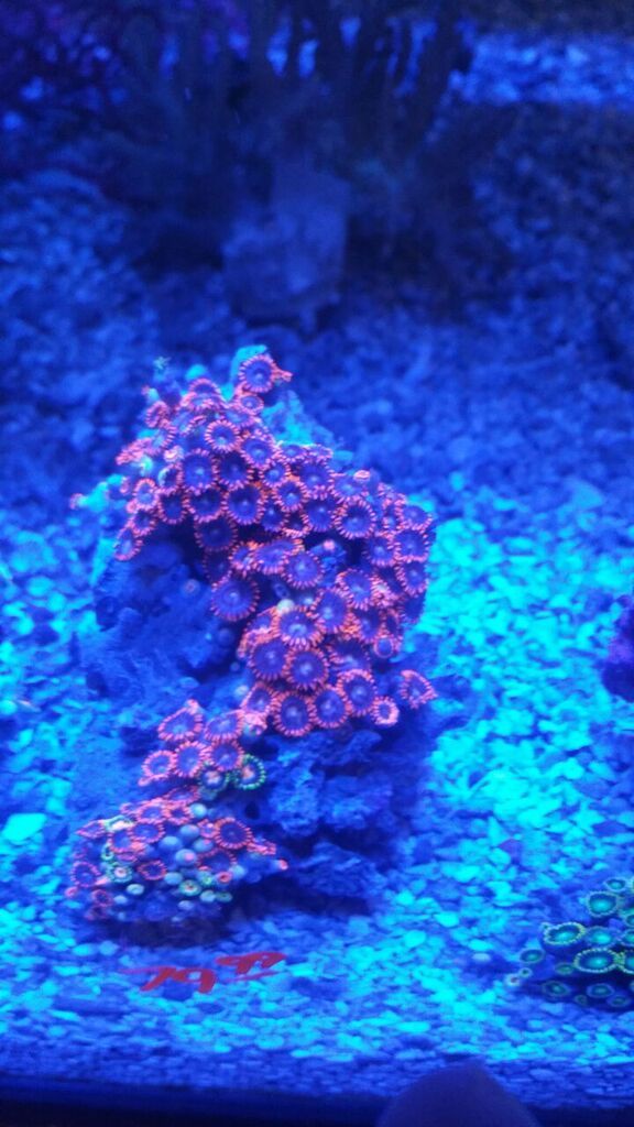 unspecified zpsk3ubn5vi - Zoas And A Whole Lot More! Only From Tropicorium!
