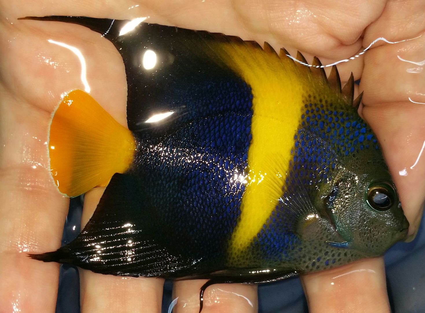 unspecified zpski3dityh - Happy Easter! Beautiful New Fish In!!! Closed Sunday 4/16