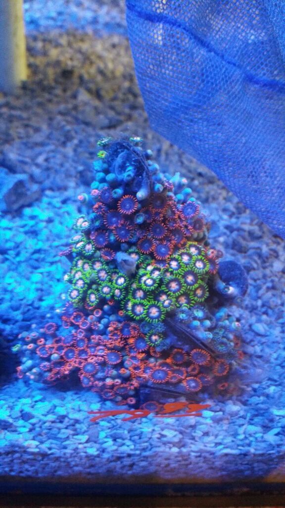 unspecified zpsl4jppn0z - Zoas And A Whole Lot More! Only From Tropicorium!