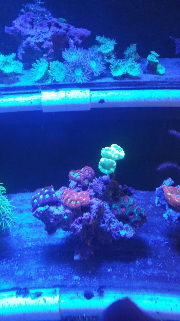 unspecified zpslzgdvfgw - Zoas And A Whole Lot More! Only From Tropicorium!