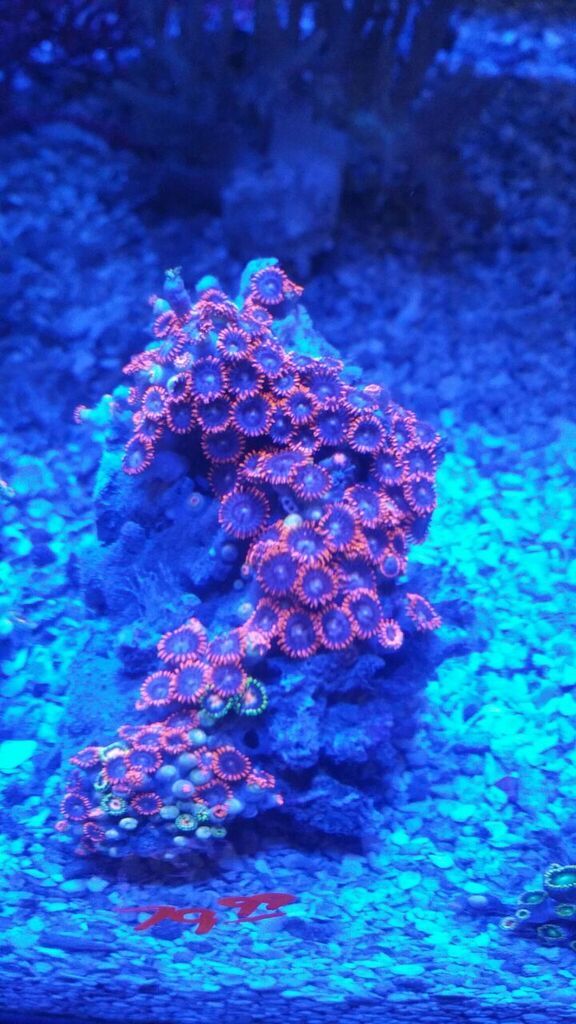 unspecified zpsq6ac3poe - Zoas And A Whole Lot More! Only From Tropicorium!