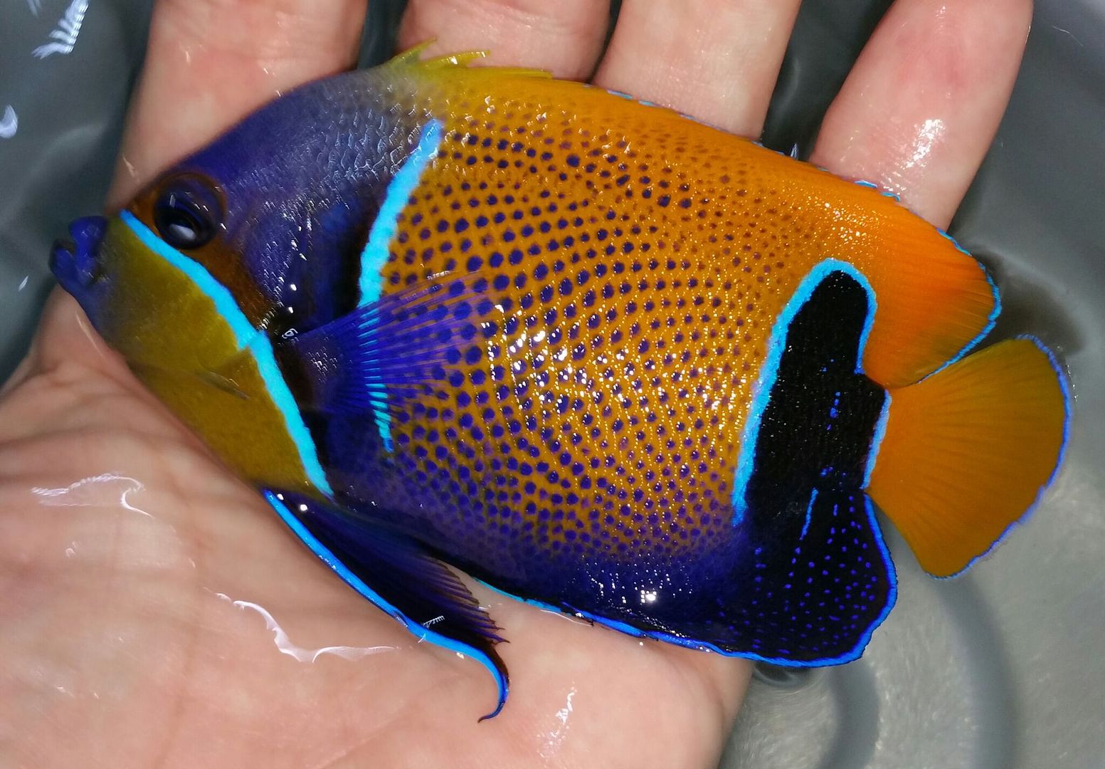 unspecified zpsrlto4fus - Happy Easter! Beautiful New Fish In!!! Closed Sunday 4/16