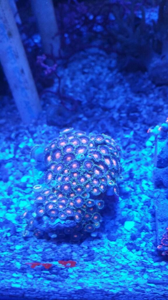 unspecified zpsrwyzodqm - Zoas And A Whole Lot More! Only From Tropicorium!