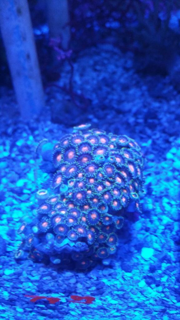 unspecified zpsv5dvhire - Zoas And A Whole Lot More! Only From Tropicorium!
