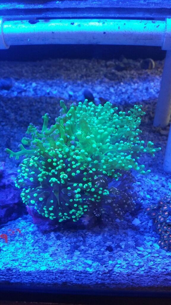 unspecified zpszfy0nluz - Zoas And A Whole Lot More! Only From Tropicorium!