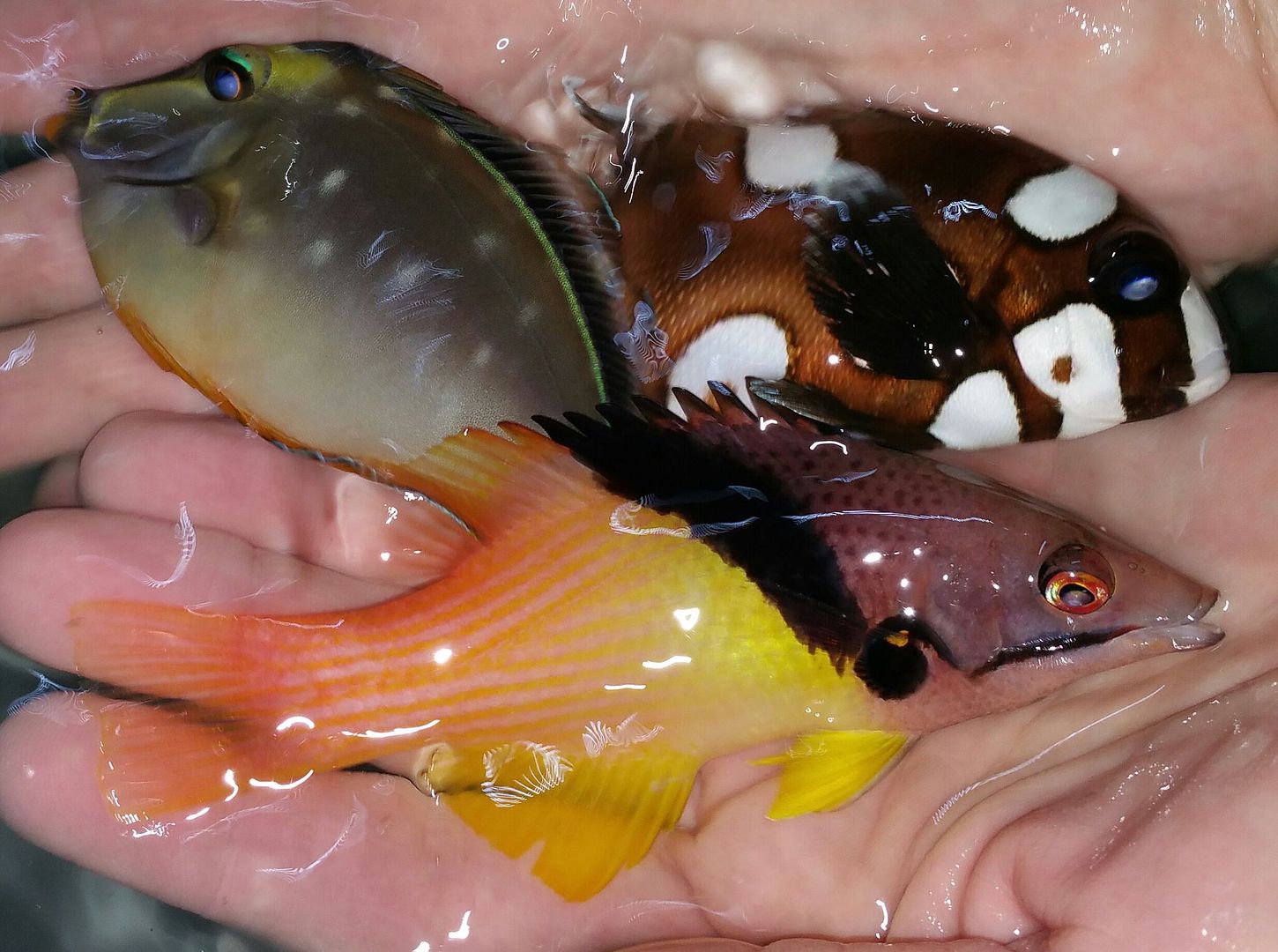 unspecified zps0agj2zyl - Phenomenal Fish! Only At Tropicorium! Pics & Prices!