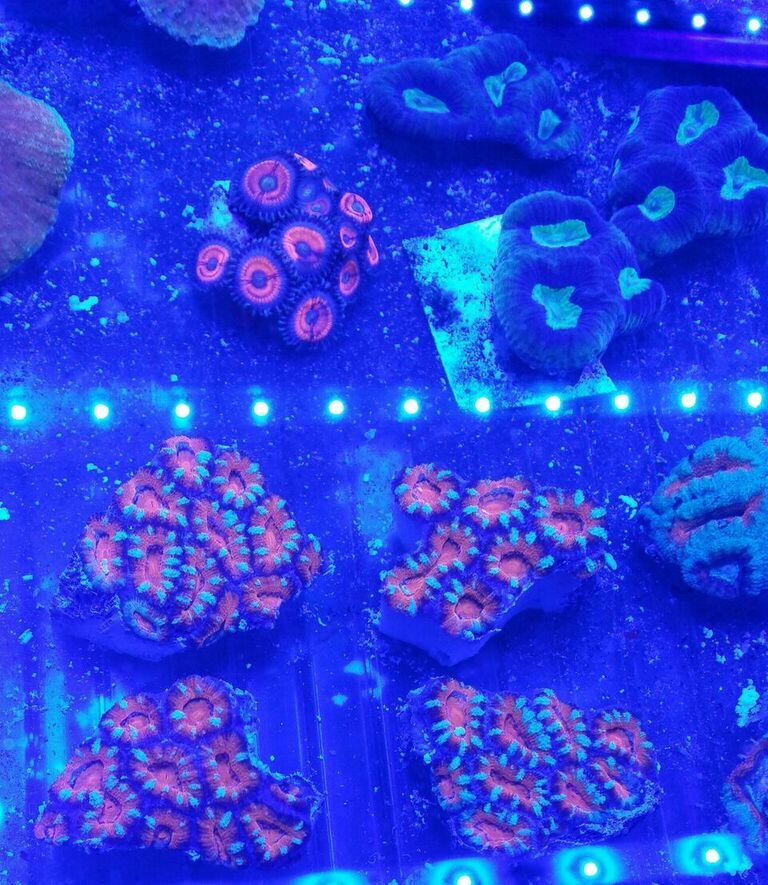 unspecified zps0hkbibyh - Fresh Killer Corals & A Few Clams In At Tropicorium!!!
