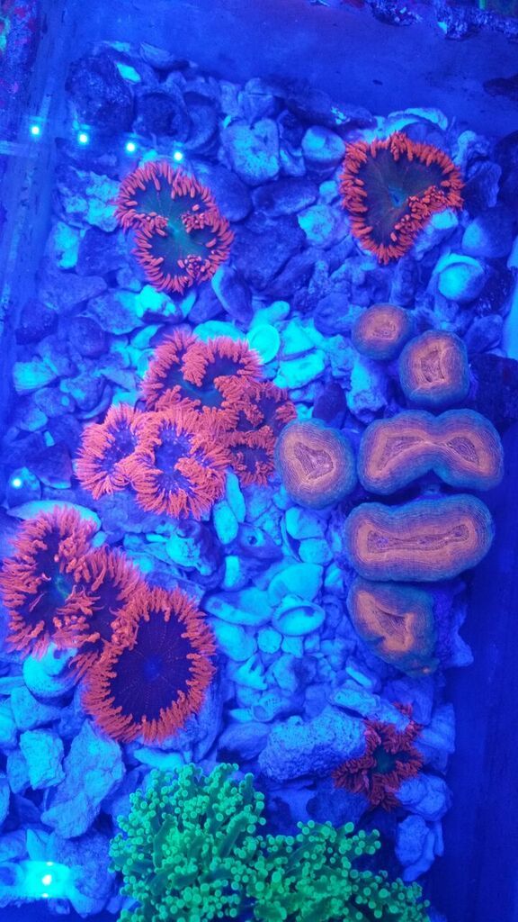 unspecified zps1s4yqdlb - Lots Of Great Stock At Tropicorium!! Everything for your Reef!!