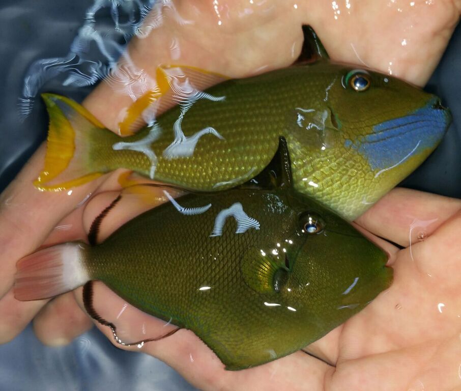 unspecified zps80aglkhy - Phenomenal Fish! Only At Tropicorium! Pics & Prices!