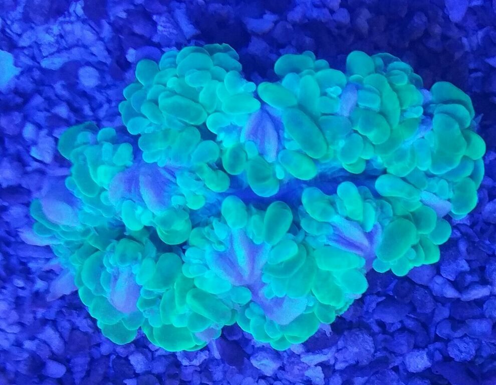 unspecified zps9aahewes - Fresh Killer Corals & A Few Clams In At Tropicorium!!!