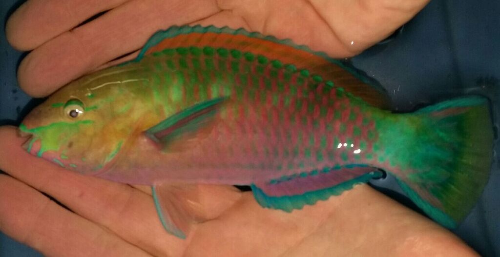 unspecified zps9p0mycx9 - Phenomenal Fish! Only At Tropicorium! Pics & Prices!