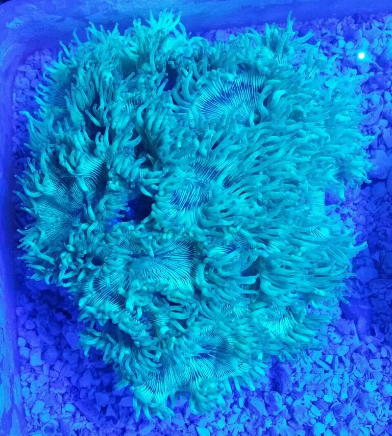 unspecified zpsbit01idt - Fresh Killer Corals & A Few Clams In At Tropicorium!!!