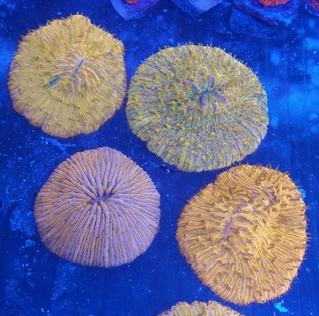 unspecified zpsbx6x4061 - Fresh Killer Corals & A Few Clams In At Tropicorium!!!