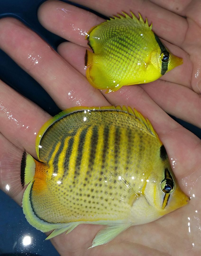 unspecified zpscntpmhs7 - Phenomenal Fish! Only At Tropicorium! Pics & Prices!