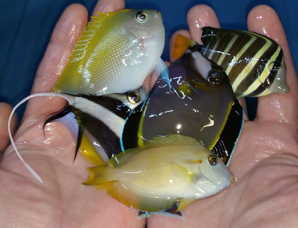 unspecified zpscrrevbfs - Fresh Fish! Pics/Prices! Only @Tropicorium!