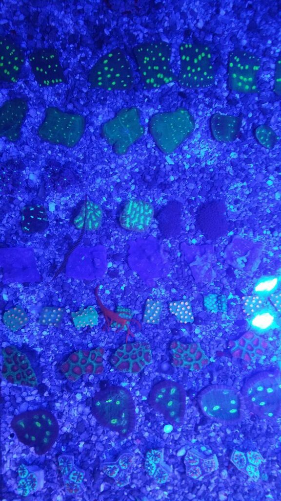 unspecified zpsdbxpxdze - Fresh Killer Corals & A Few Clams In At Tropicorium!!!
