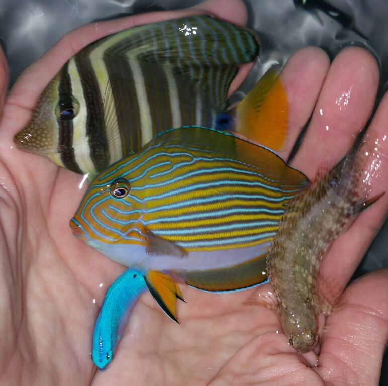 unspecified zpsezbr9xid - Phenomenal Fish! Only At Tropicorium! Pics & Prices!