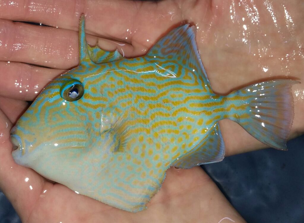 unspecified zpsfmtoly8x - Phenomenal Fish! Only At Tropicorium! Pics & Prices!