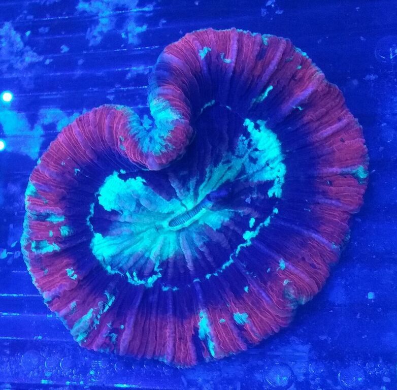 unspecified zpsfwbcoaeo - Fresh Killer Corals & A Few Clams In At Tropicorium!!!