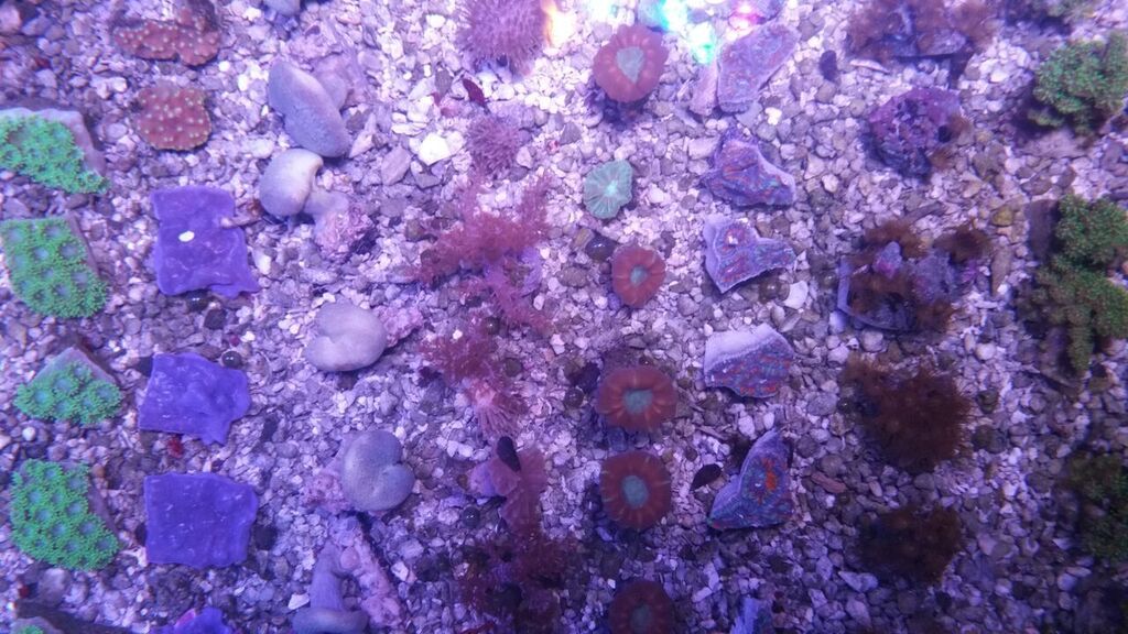 unspecified zpshl5wbzyt - Fresh Killer Corals & A Few Clams In At Tropicorium!!!